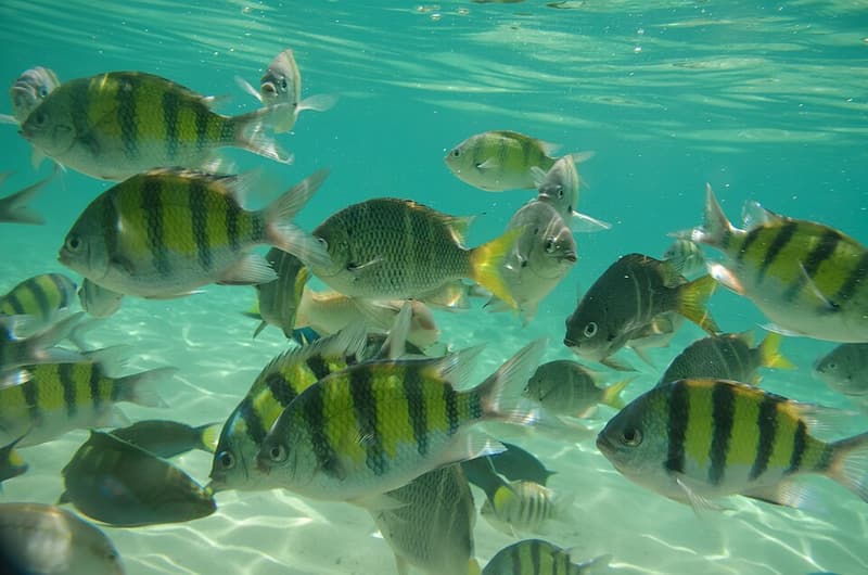 A school of striped sergeant-major fish in clear water in Tarutao National Marine Park